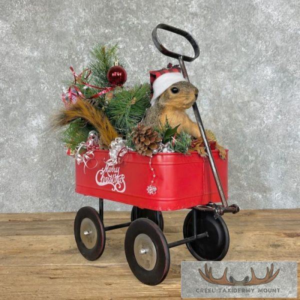 Fox Squirrel Life-Size Novelty Taxidermy Mount For Sale