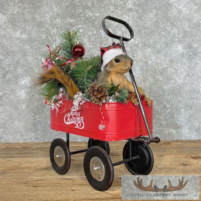 Fox Squirrel Life-Size Novelty Taxidermy Mount For Sale