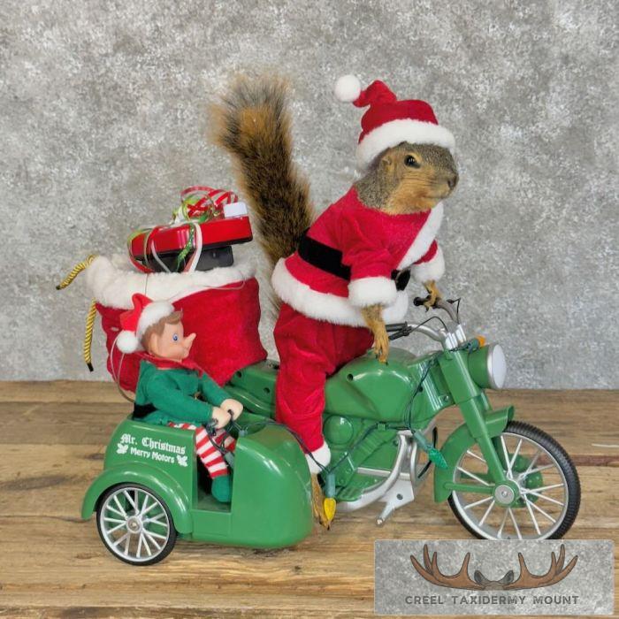 Fox Squirrel Life-Size Novelty Taxidermy Mount For Sale