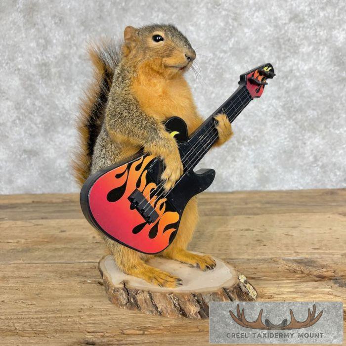 Fox Squirrel Novelty Taxidermy Mount For Sale
