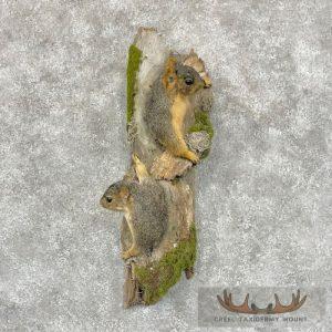 Fox Squirrel Pair Life-Size Taxidermy Mount Taxidermy