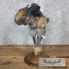 Fred Boyer African Big "5" Bronze For Sale