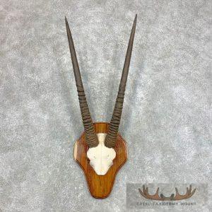 Fringe-Eared Oryx Horn Plaque Taxidermy Mount Taxidermy