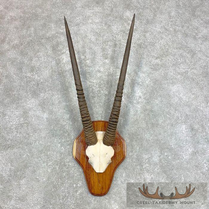 Fringe-Eared Oryx Horn Plaque Taxidermy Mount For Sale