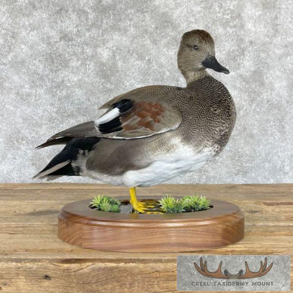 Gadwall Duck Taxidermy Bird Mount For Sale