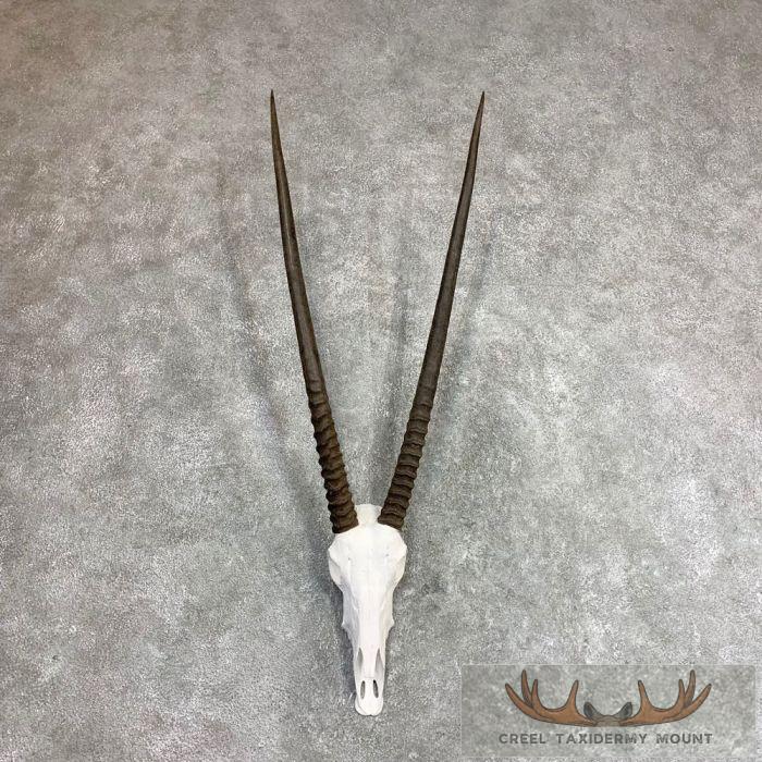 Gemsbok Skull European Taxidermy Mount For Sale
