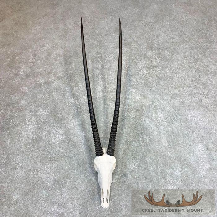 Gemsbok Skull European Taxidermy Mount For Sale