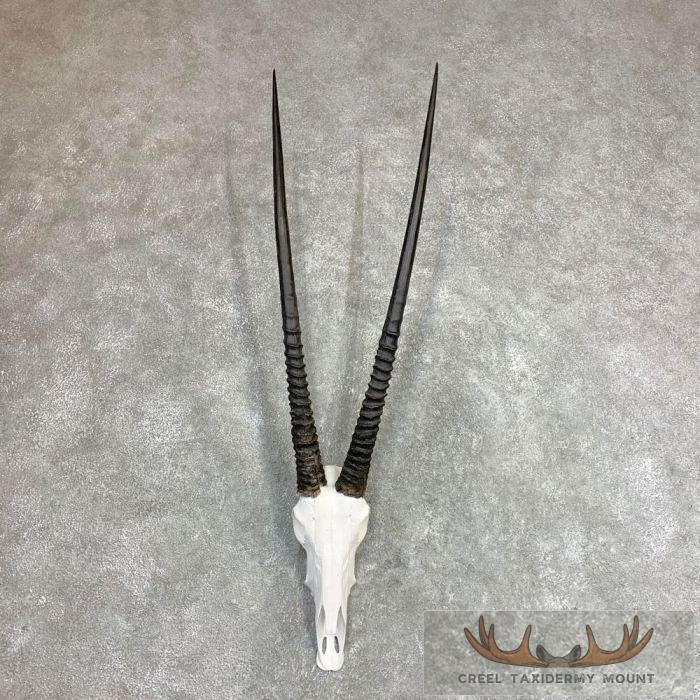 Gemsbok Skull European Taxidermy Mount For Sale