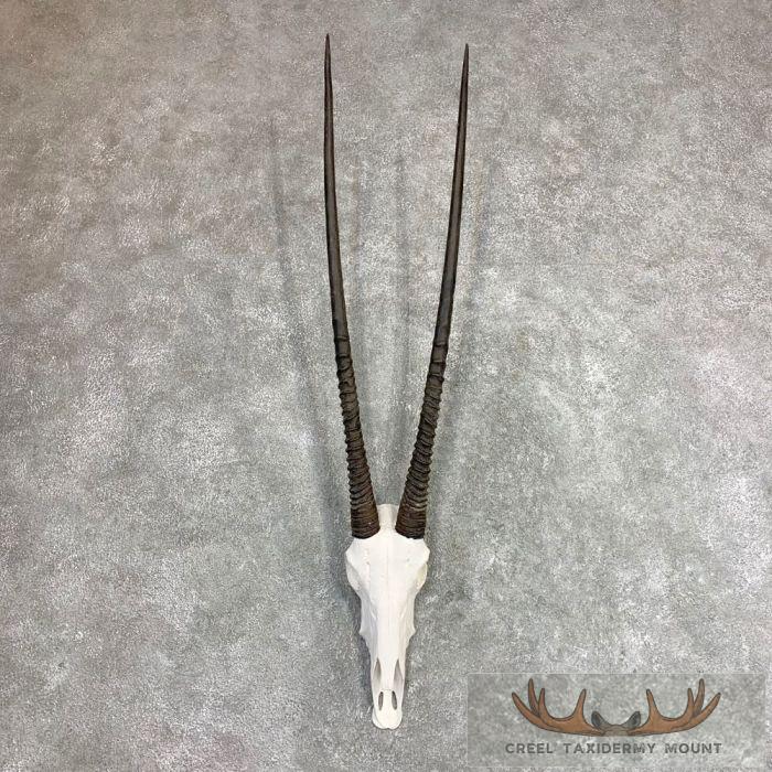 Gemsbok Skull European Taxidermy Mount For Sale