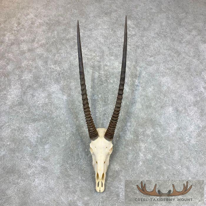 Gemsbok Skull European Taxidermy Mount For Sale