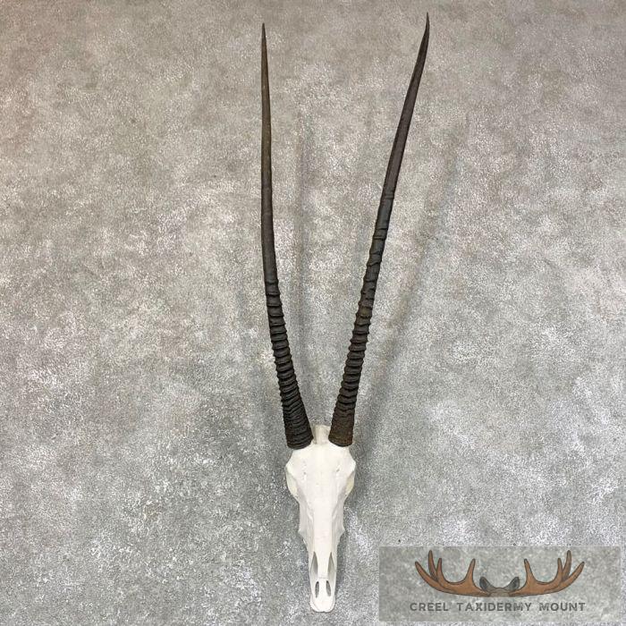 Gemsbok Skull European Taxidermy Mount For Sale