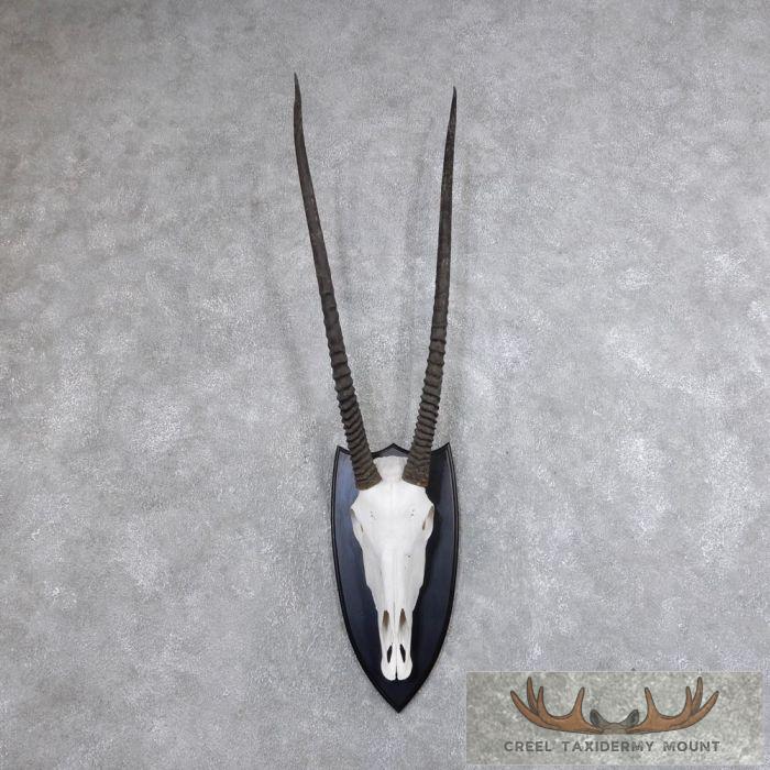 Gemsbok Skull European Taxidermy Mount For Sale