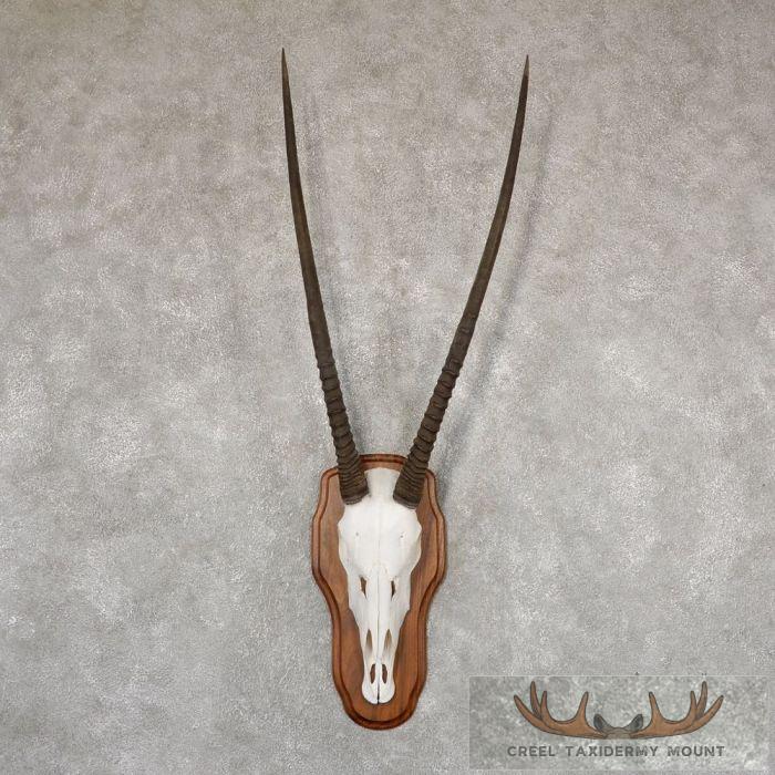 Gemsbok Skull European Taxidermy Mount For Sale