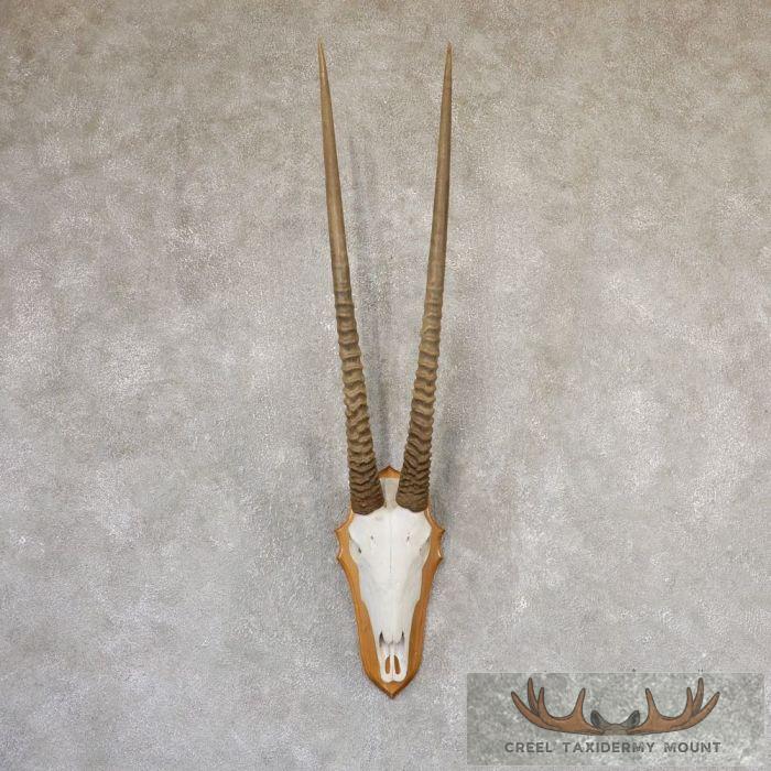 Gemsbok Skull European Taxidermy Mount For Sale