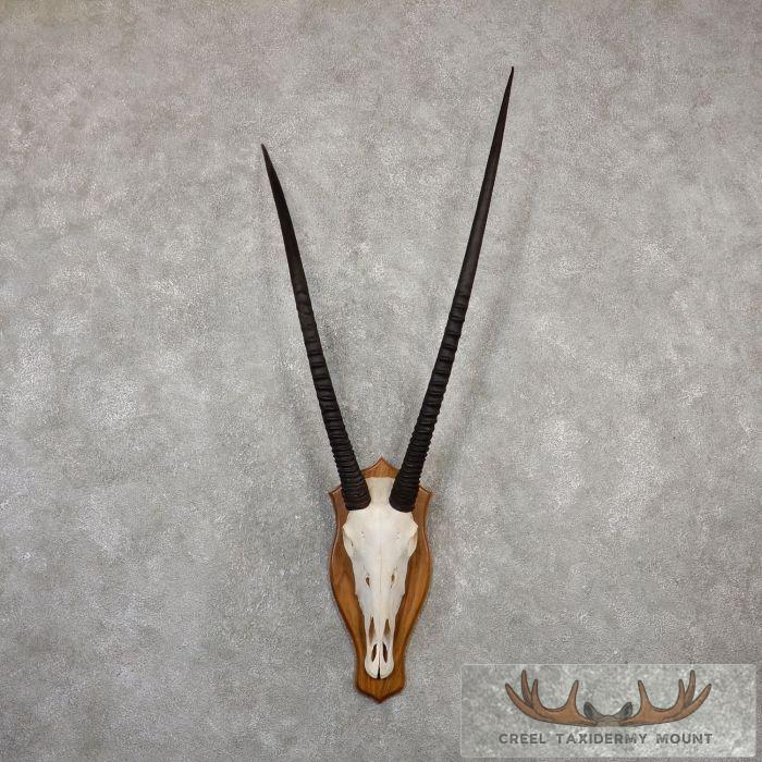 Gemsbok Skull European Taxidermy Mount For Sale