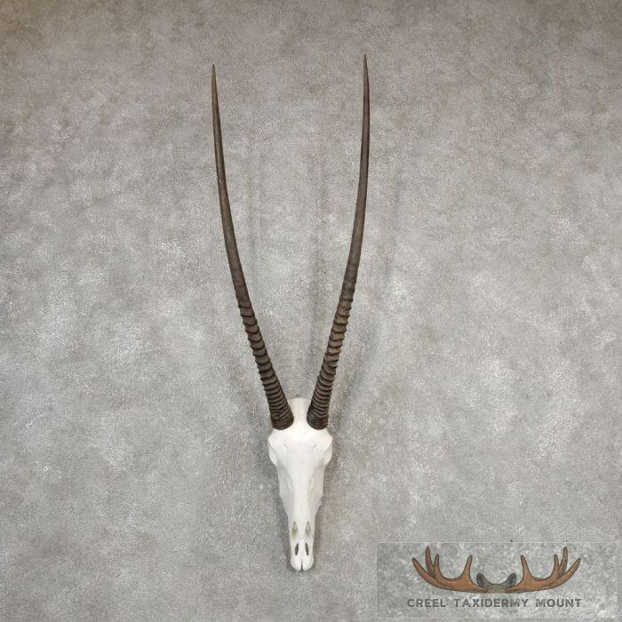 Gemsbok Skull European Taxidermy Mount For Sale
