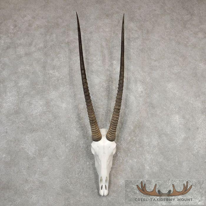Gemsbok Skull European Taxidermy Mount For Sale