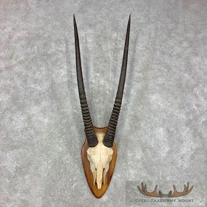 Gemsbok Skull European Taxidermy Mount For Sale