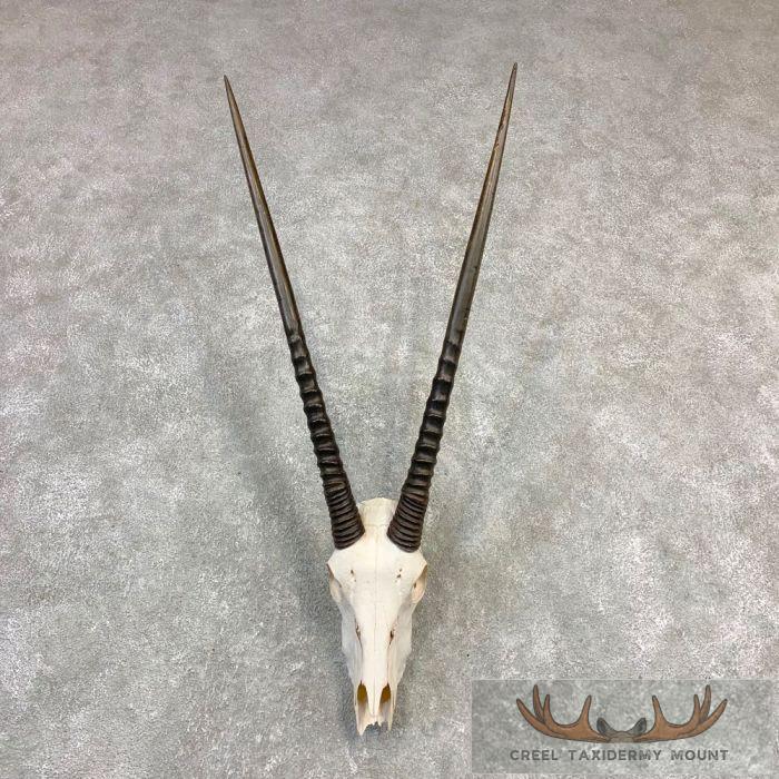 Gemsbok Skull European Taxidermy Mount For Sale