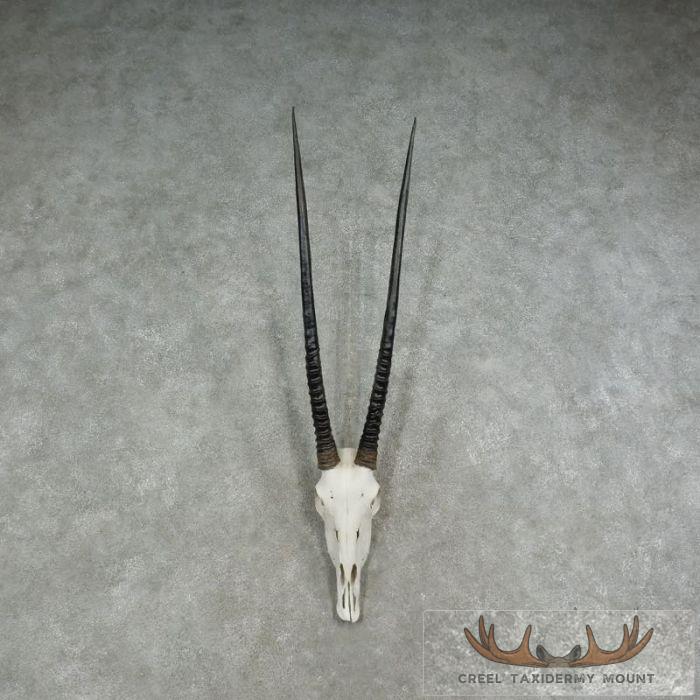 Gemsbok Skull & Horn European Taxidermy Mount For Sale