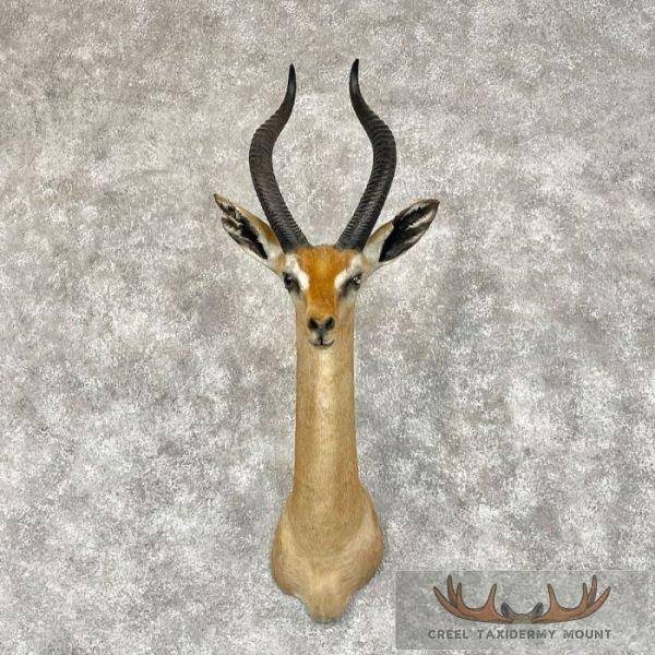 Gerenuk Taxidermy Shoulder Mount For Sale