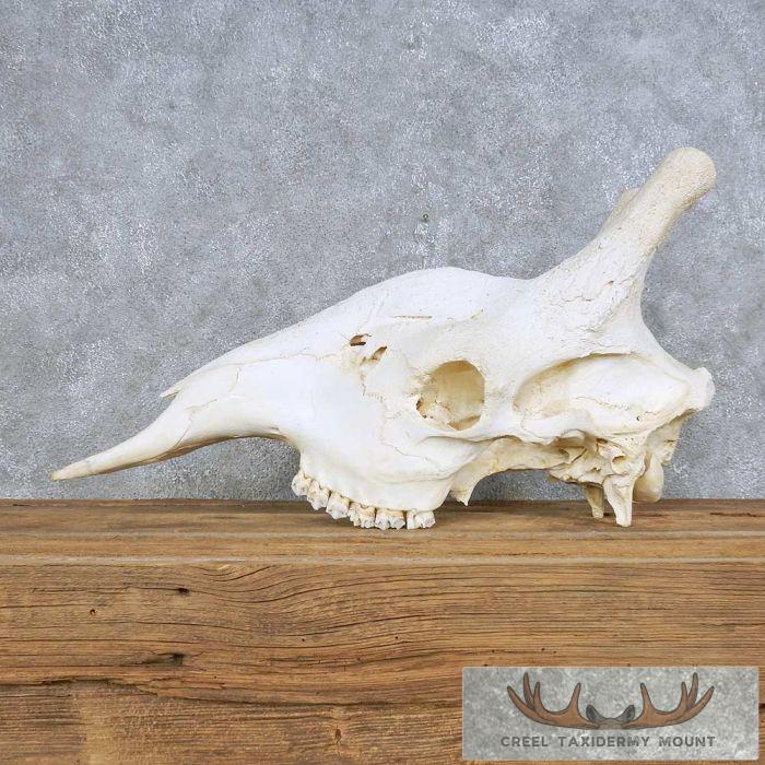 African Giraffe Skull Taxidermy Mount Taxidermy