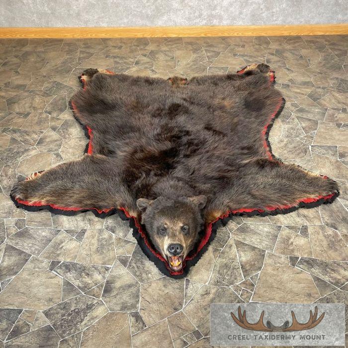 Glacier Bear Full-Size Taxidermy Rug For Sale