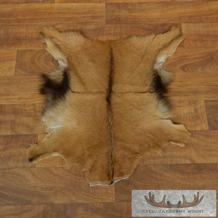 Goat Hide Taxidermy Tanned Skin For Sale