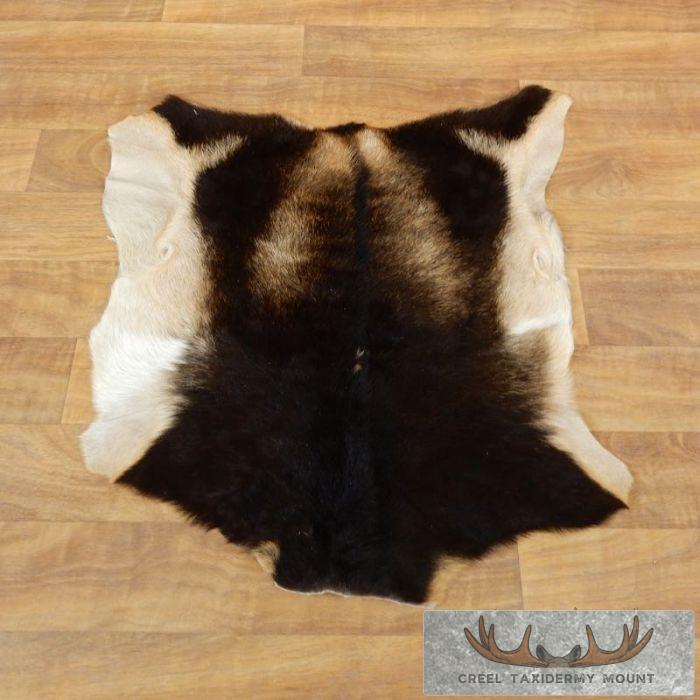 Goat Hide Taxidermy Tanned Skin For Sale