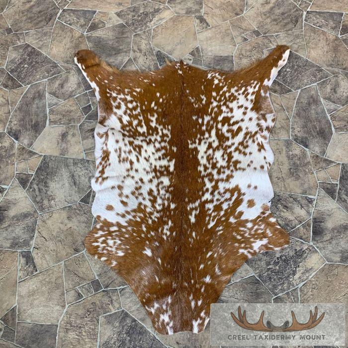Goat Hide Taxidermy Tanned Skin For Sale
