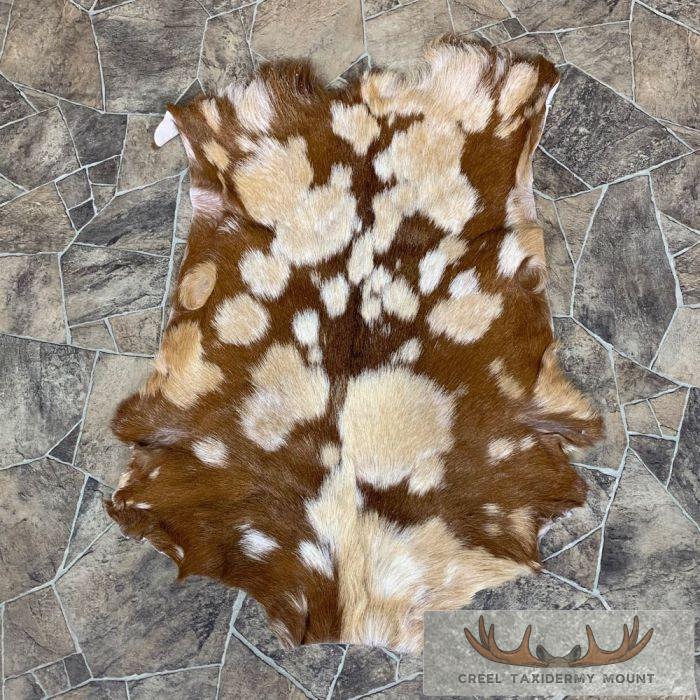 Goat Hide Taxidermy Tanned Skin For Sale