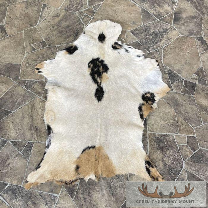 Goat Hide Taxidermy Tanned Skin For Sale