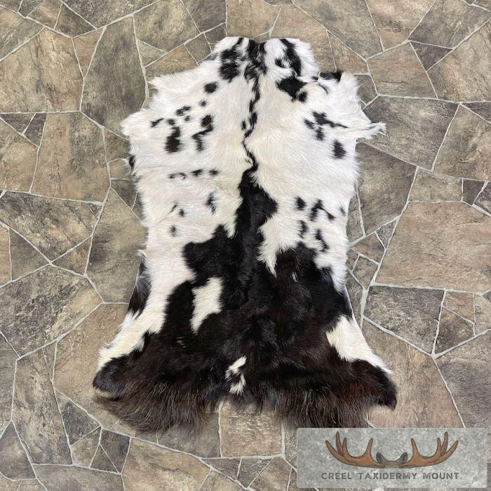 Goat Hide Taxidermy Tanned Skin For Sale
