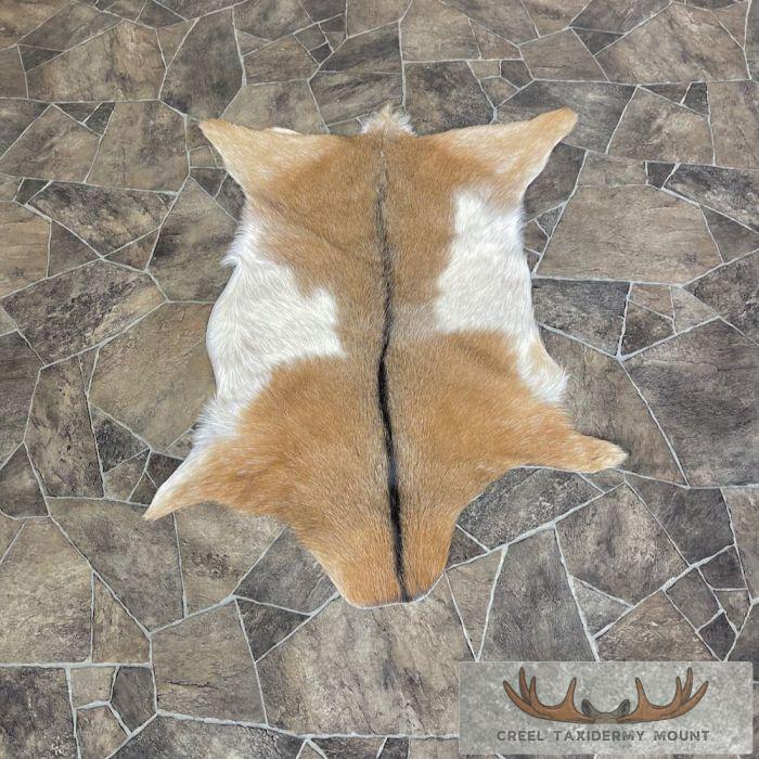 Painted Goat Tanned Hide Taxidermy Skin For Sale