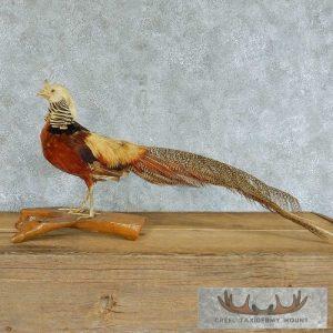 Golden Pheasant Taxidermy Bird Mount Taxidermy
