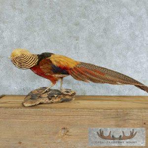 Golden Pheasant Taxidermy Bird Mount Taxidermy