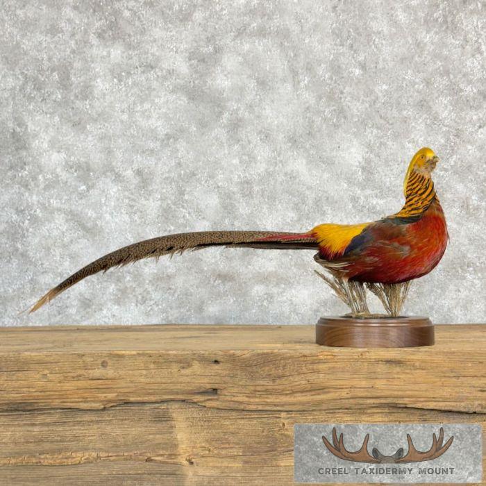 Golden Pheasant Taxidermy Bird Mount For Sale