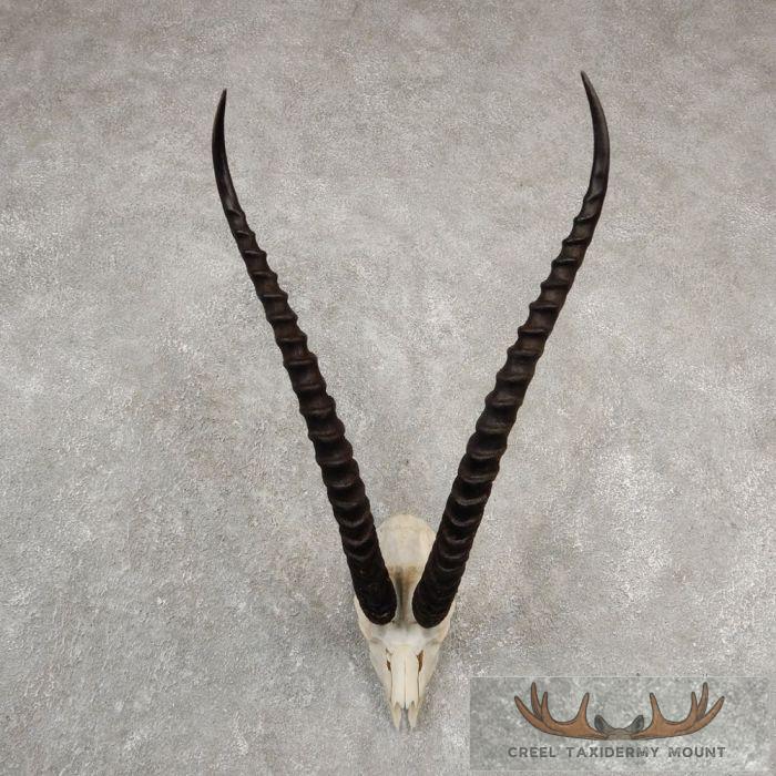 Grants Gazelle Skull Taxidermy Mount For Sale