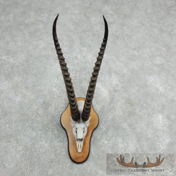 Grants Gazelle Skull Plaque Taxidermy Mount For Sale