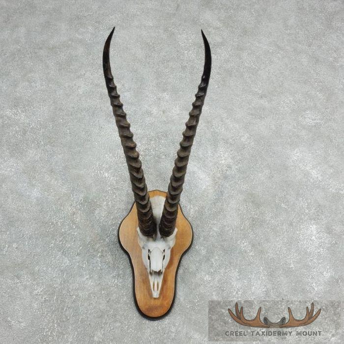 Grants Gazelle Skull Plaque Taxidermy Mount For Sale