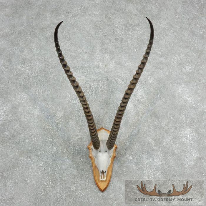 Grants Gazelle Skull Plaque Taxidermy Mount For Sale