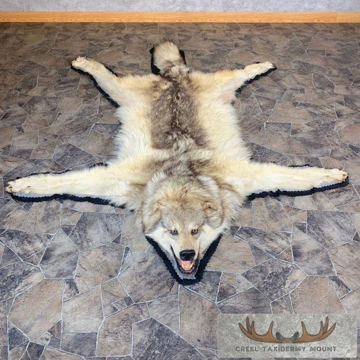 Grey Wolf Full Rug Taxidermy Mount For Sale