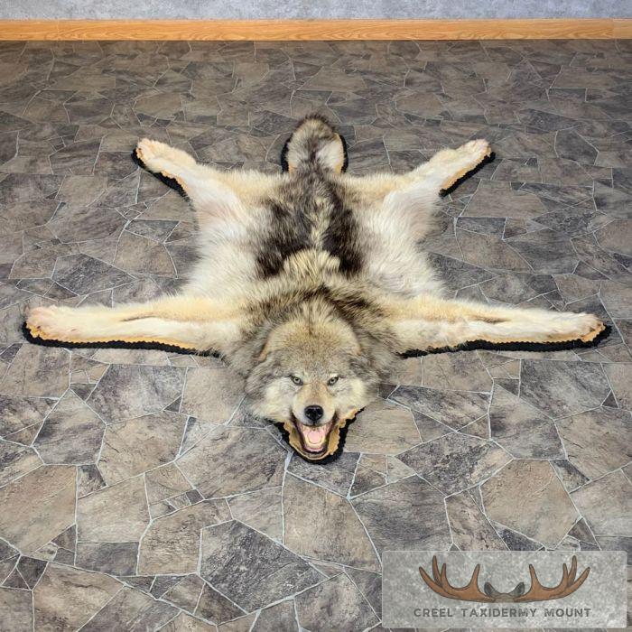 Gray Wolf Full Rug Taxidermy Mount For Sale