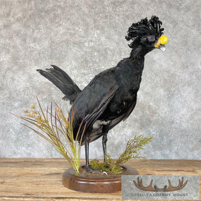 Great Curassow Taxidermy Mount For Sale