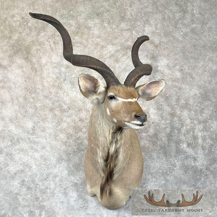 Greater Kudu Taxidermy Shoulder Mount For Sale