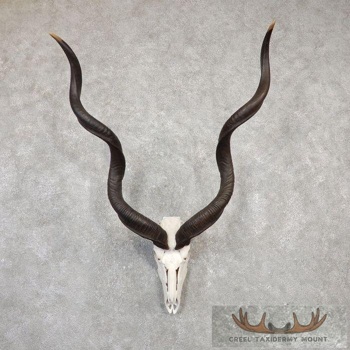 Kudu Skull & Horn European Taxidermy Mount For Sale