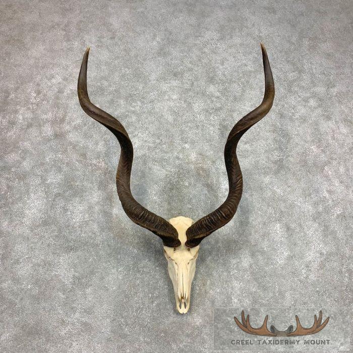 Greater Kudu Skull & Horn European Taxidermy Mount For Sale