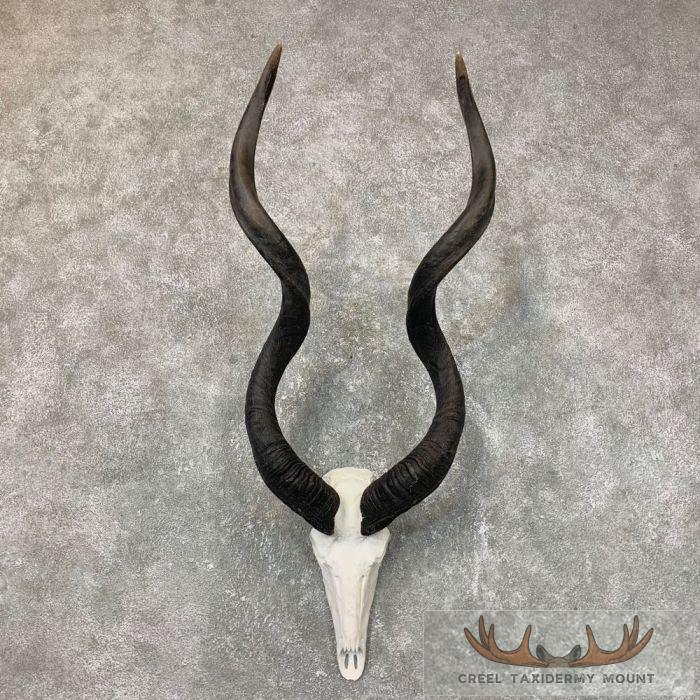 Greater Kudu Skull & Horn European Taxidermy Mount For Sale