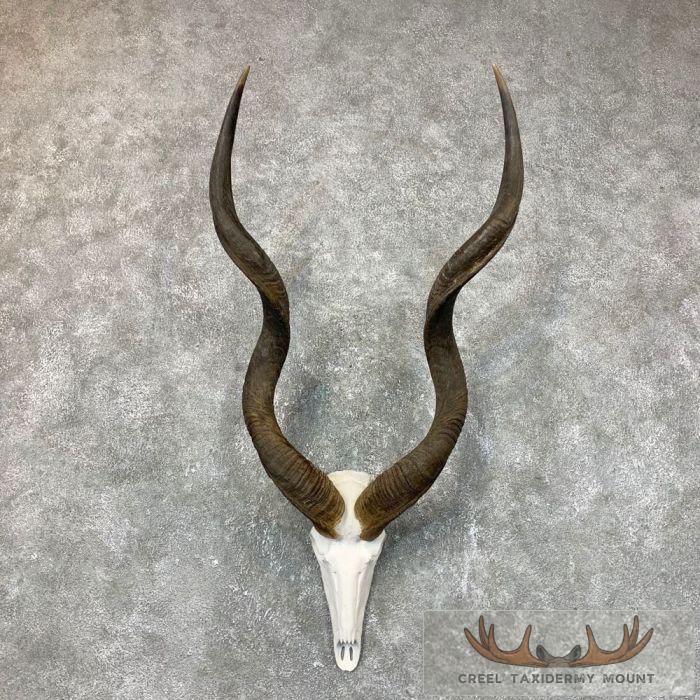 Greater Kudu Skull & Horn European Taxidermy Mount For Sale