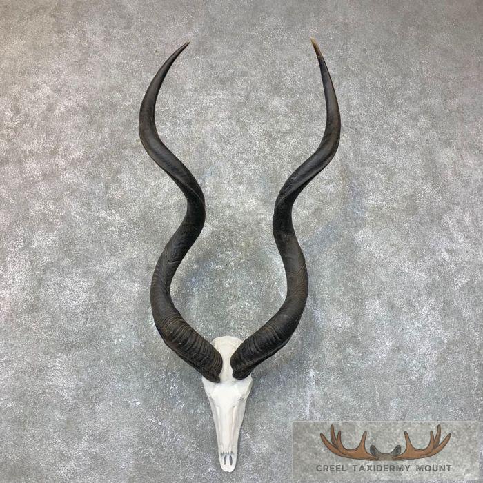 Greater Kudu Skull & Horn European Taxidermy Mount For Sale